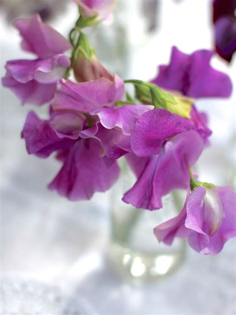 How To Grow Sweet Peas