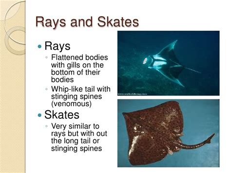 They have two types of species including birostris and m. stingrays vs skates - Google Search | Stingray, Ocean life ...