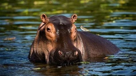 Petition · Save The Hippos United Kingdom ·