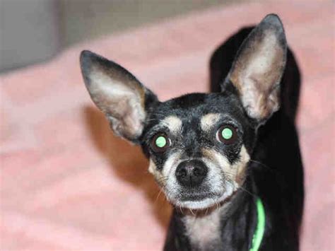 Chihuahua Dog For Adoption In Charlotte Nc Adn 724515 On Puppyfinder