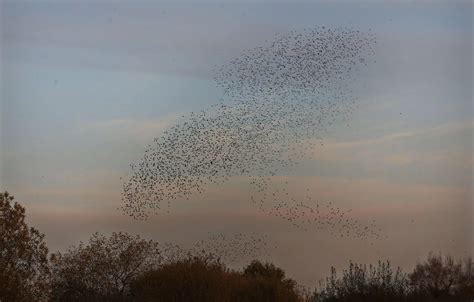 Stunning Pictures Show Invasion Of Tens Of Thousands Of Starlings