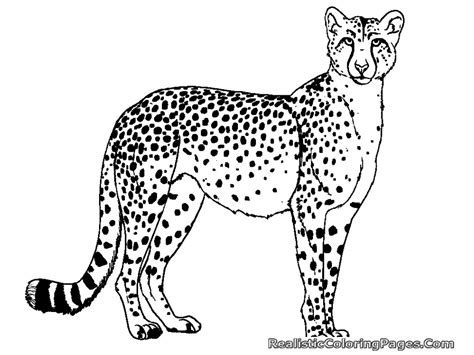 Coloring Pages Of Cheetahs Fresh Color