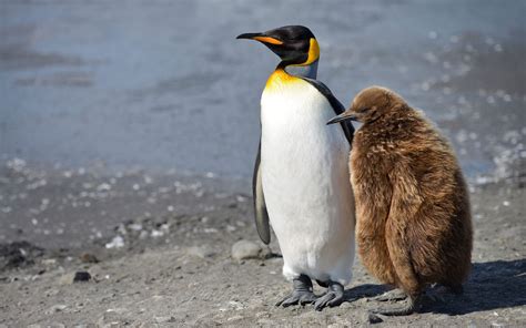 1 King Penguin Aptenodytes Patagonicus Breeds On Subantarctic