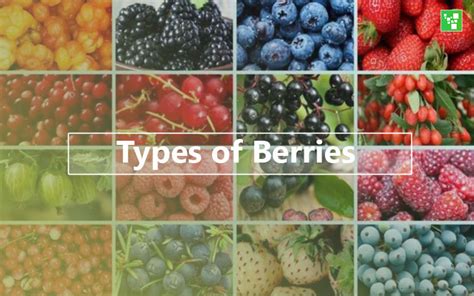 Types Of Berries Top 24 List Ultimate Topics