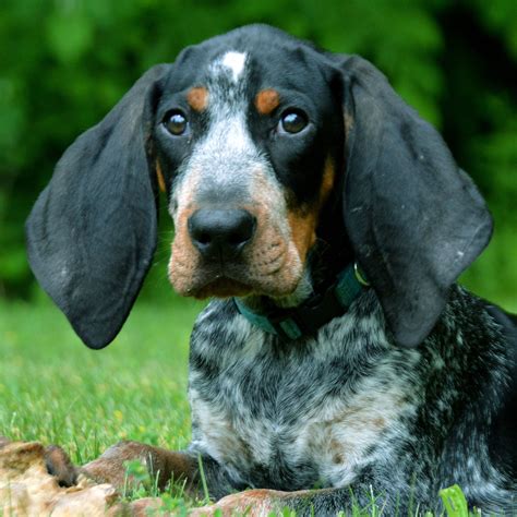 Pin On Hounds And Hunting Dogs Bluetick Coonhounds Bear Hunting
