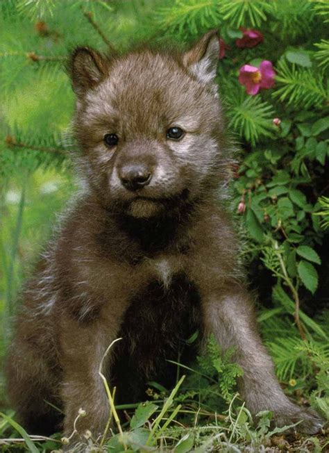 311 Best Wolf Puppy Images On Pinterest Wild Animals Animal Babies