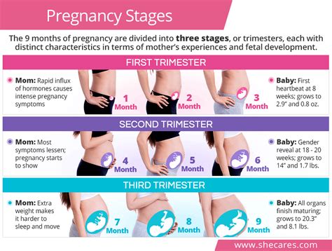 Discover The Specifics Of Pregnancy Trimesters To Know What To Expect