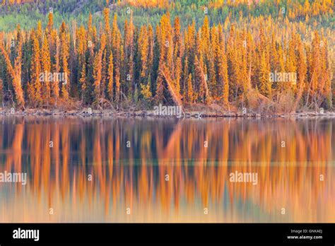 Sunset Reflections On Boreal Forest Lake In Yukon Stock Photo Alamy