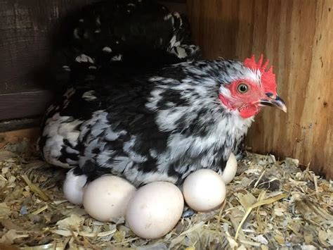 Important Things You Should Know About Your Laying Hens Poultry Feed