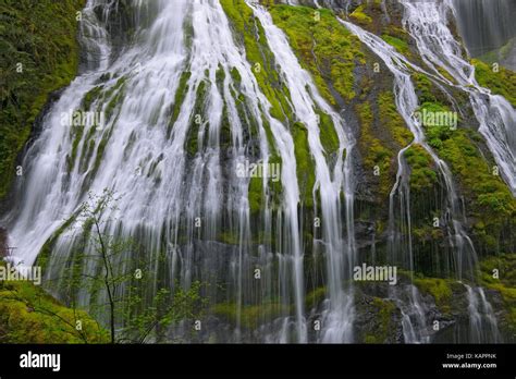 Washingtons Panther Creek Falls In Spring Stock Photo Alamy
