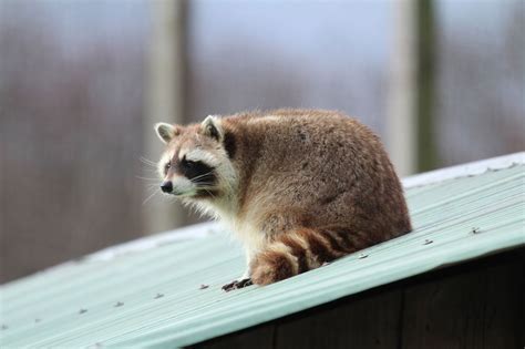 The Variety Of Deciduous Forest Animals Is Truly Mind Boggling