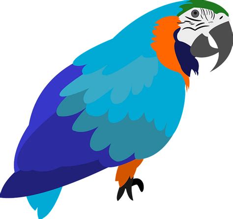 Parrot Clipart Free Download Transparent Png Creazilla