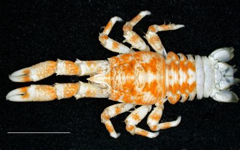 New Squat Lobsters Discoverered Featured Creature