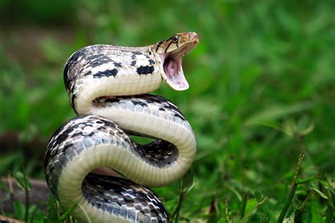 The 10 Most Venomous Snakes In The World Snake Venom