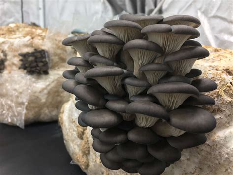 Oyster Mushroom 3 Lbs Case Real Fungi The Best Quality Wild