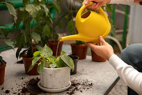 Your Ultimate Guide To Watering Indoor Plants Bria House And Lot Bria Homes