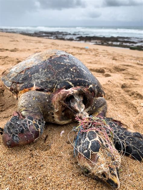 Endangered Hawksbill Sea Turtle Tangled In Fishing Line Found Dead On