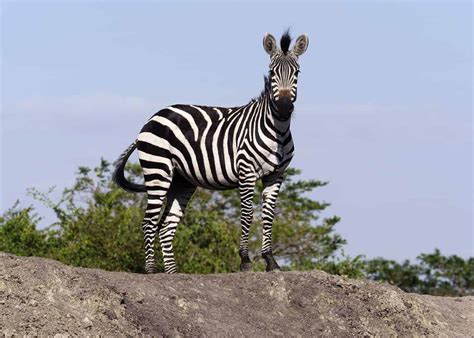 A zebra in its natural habitat, south africa. 60 Zebra Facts for Animal Lovers and Africa Travelers (All ...