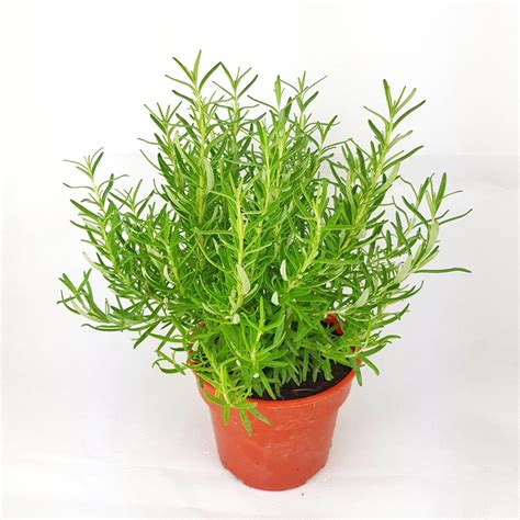 It doesn't need much attention, but has a lot to offer. Rosemary Plant Malaysia | Kitchen Herbs At Wholesale Prices