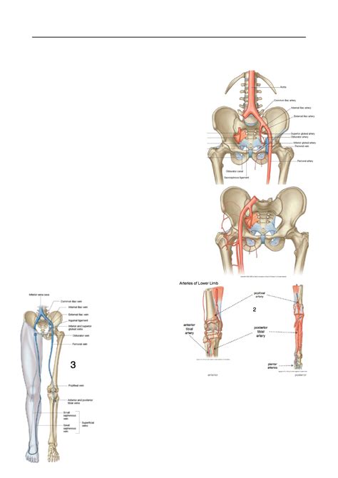 Anat20006 Lecture Notes Winter 2017 Lecture 20 Deep Artery Of The