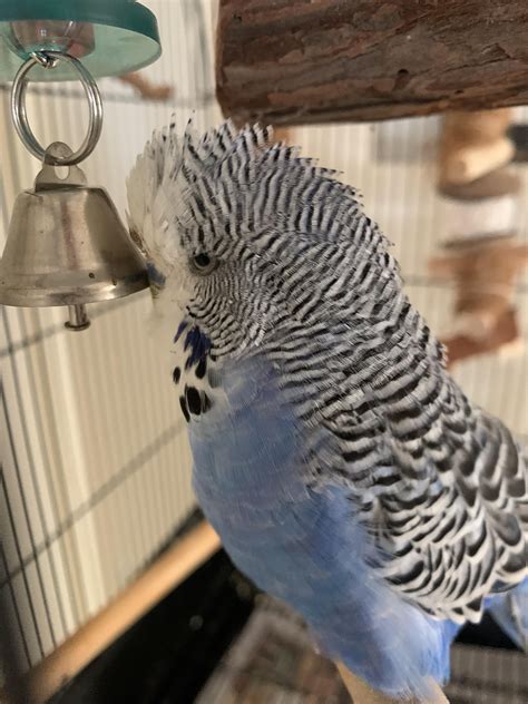 Final Update On The Sad Budgie Rbudgies