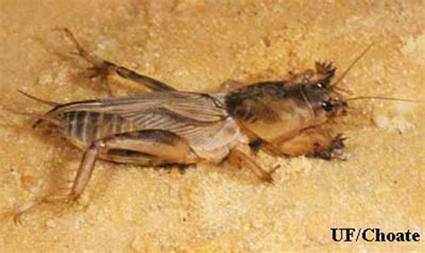 Mole Crickets Neoscapteriscus Spp