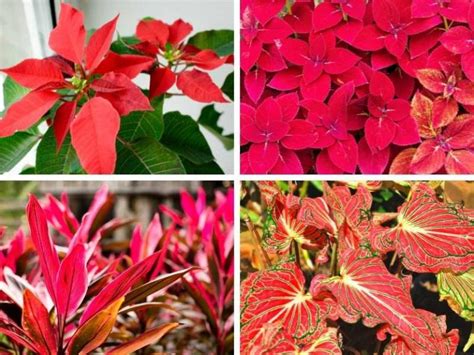 8 Indoor Plants With Red Leaves To Add Color To Your Home