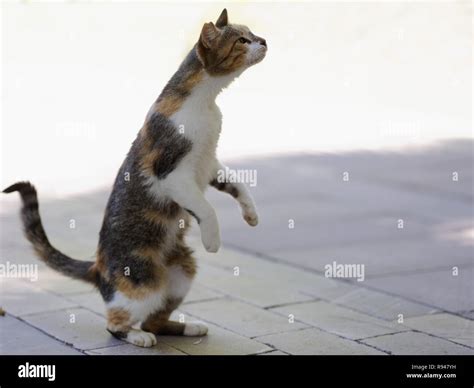 Cute Cat Standing On Hind Legs In The Grass Stock Photo Alamy