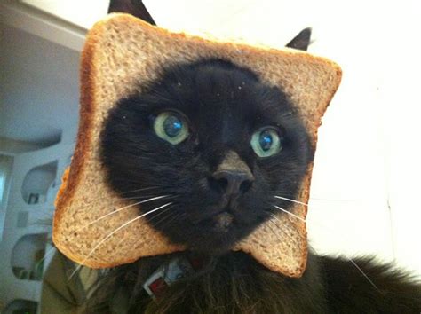 Cat Breading At Its Finest Gallery Ebaums World