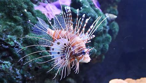 Red Lionfish Pterois Volitans Stock Footage Video 914980