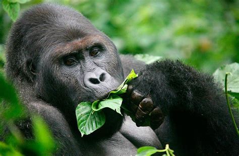 Dos Gorilas Posan Para Un Selfie Imitando Una Posa Muy Humana