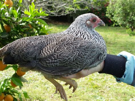 Silver Pencilled Bantam Wyandotte Breeds Pinterest