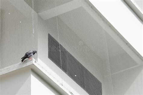 Pigeon Netting For Balcony Bird Pigeon Net Services