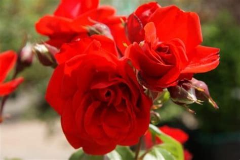 Rose Satchmo 2ft Standard Hello Hello Plants And Garden Supplies