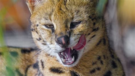 Download Wallpaper 1920x1080 Serval Animal Big Cat Tongue Fangs