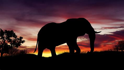 Hintergrundbilder Tiere Sonnenuntergang Elefanten