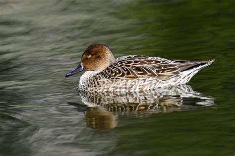 Female Northern Pintail Duck Anas Acuta Stock Photo Image Of Couple