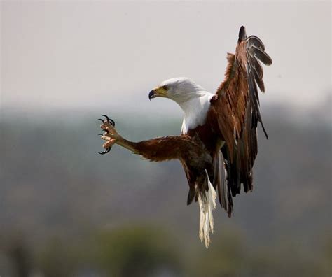 South African Animals African Animals Bald Eagle