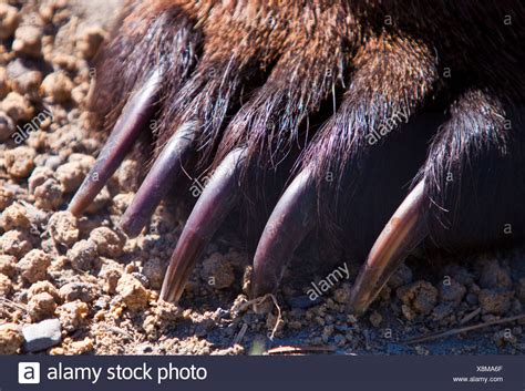 Bear Claw Stock Photos And Bear Claw Stock Images Alamy