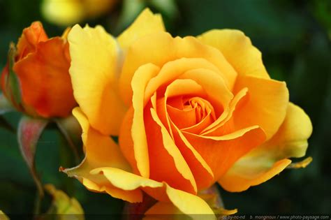 Photo De Fleurs Rose • Les Plus Belles Photos Par Bonjour Nature