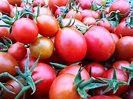 Solanum lycopersicum (Tomato, Tomatoes) | North Carolina Extension ...