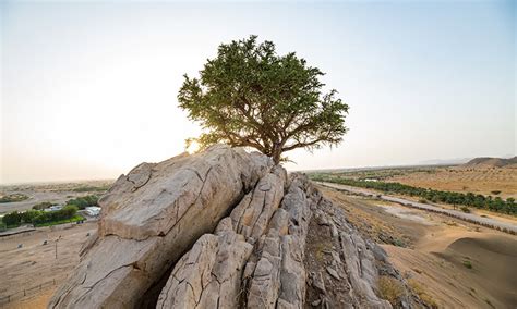 100 Year Old ‘evergreen Tree Al Sarh Found In Abu Dhabi Gulftoday