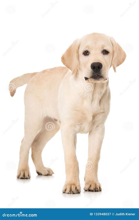 Cute Labrador Retriever Puppy Standing On White Background Stock Image