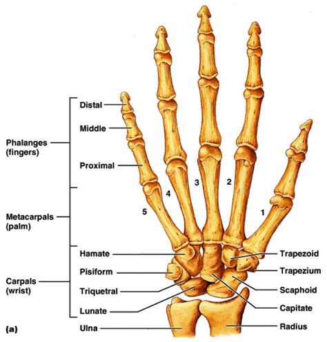 ผลการค้นหารูปภาพสำหรับ Bone Of Hand Hand Bone Hand Bone Anatomy
