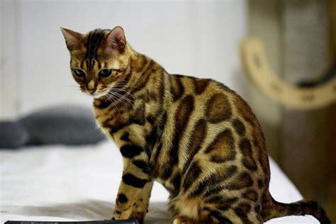 13 Spotted Cats Breeds With Pictures Domestic Mini Leopards The