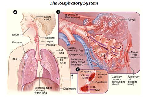 Respiratory System Simple English Wikipedia The Free Encyclopedia