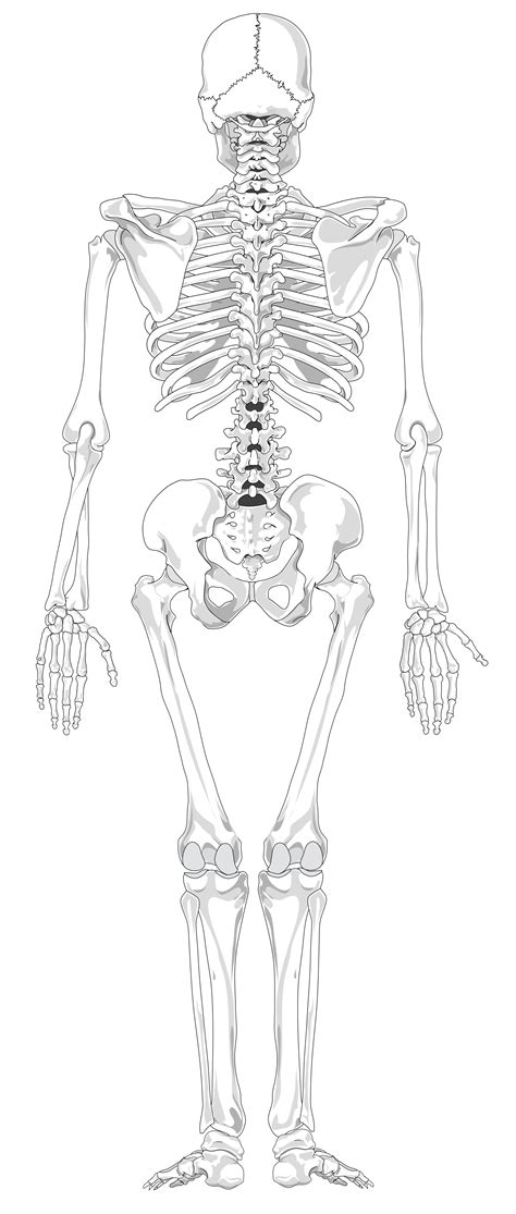 Unlabeled Blank Skeleton Diagram Front And Back Data Diagram Medis
