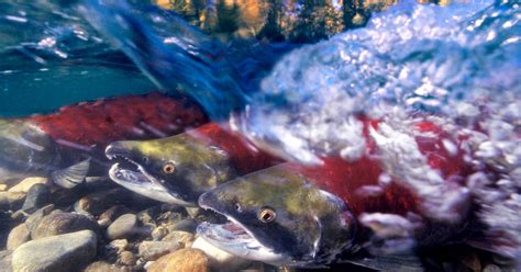 Fisheries Minister Stands Strong For Fraser River Sockeye Salmon While