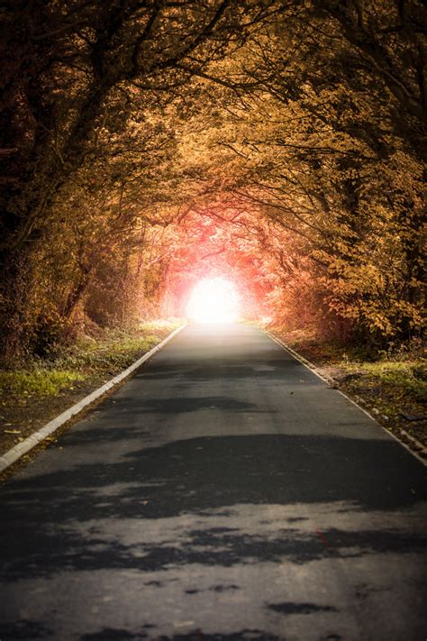 Autumn Tunnel Forest Clean Road Free Stock Photo Public Domain Pictures