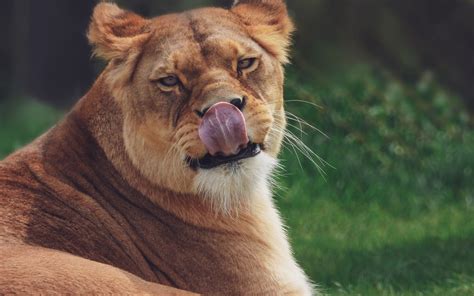 Download Wallpaper 1920x1200 Lioness Protruding Tongue Funny